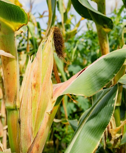 bc26db6b30fb6d6014ef5ba0fb8fcd39d8e10afa